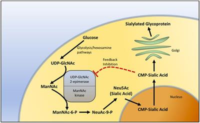 GNE myopathy: History, etiology, and treatment trials